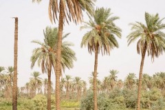 Palm grove in al-Hilla on the road parallel to the river Euphrates towards Kerbala, Iraq. Al-Hilla is the capital of Babylone Governorate and it's close to Babylon archeological site